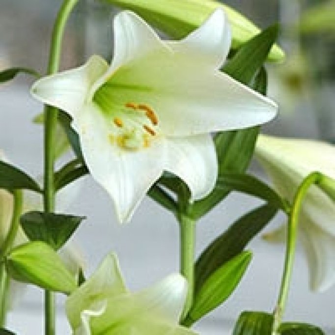 Floraria Iris - Academiei
