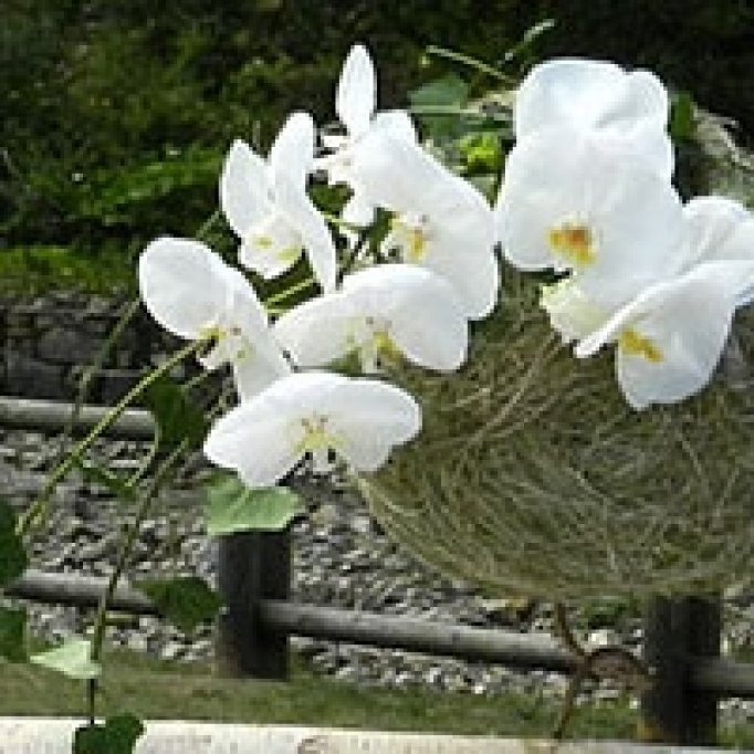 Floraria Iris - Atelier