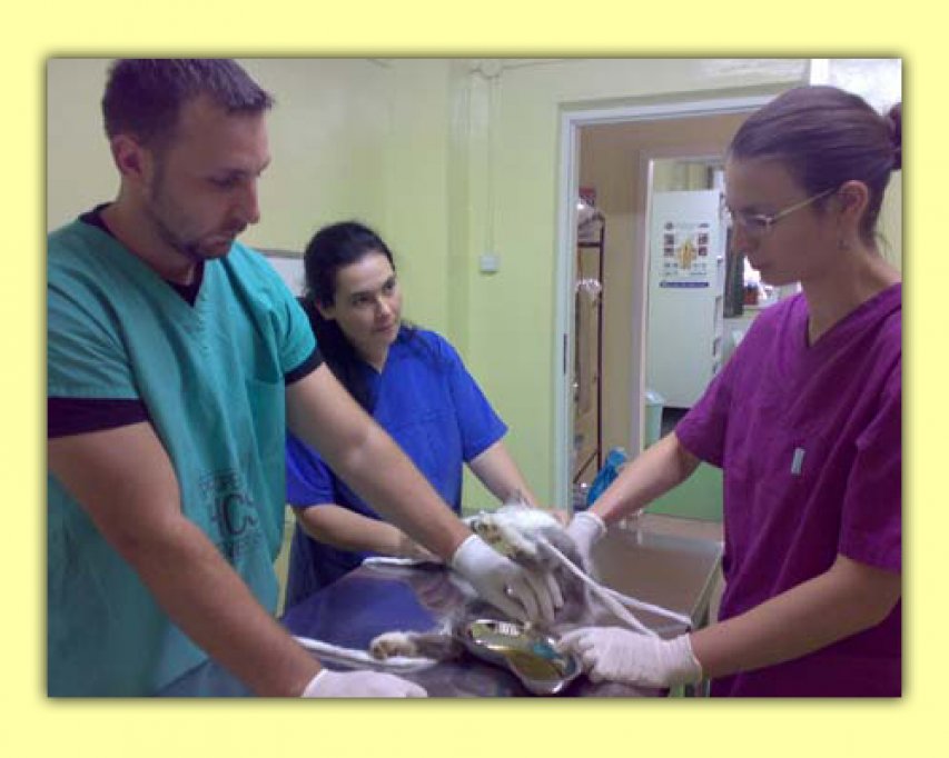 Clinica Veterinara Vet 4 Pet