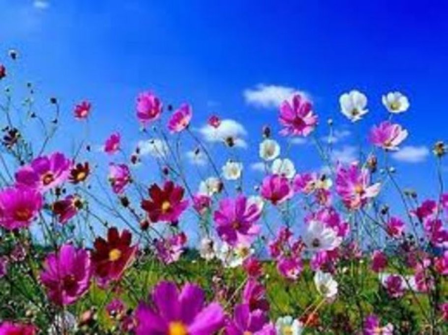Parcul Lunca Florilor