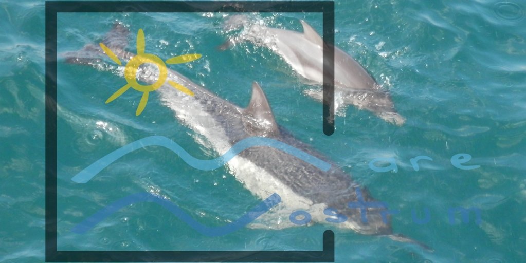 Campania nationala “Adopta un delfin” - Fii si tu parintele adoptiv al unui delfin din Marea Neagra!