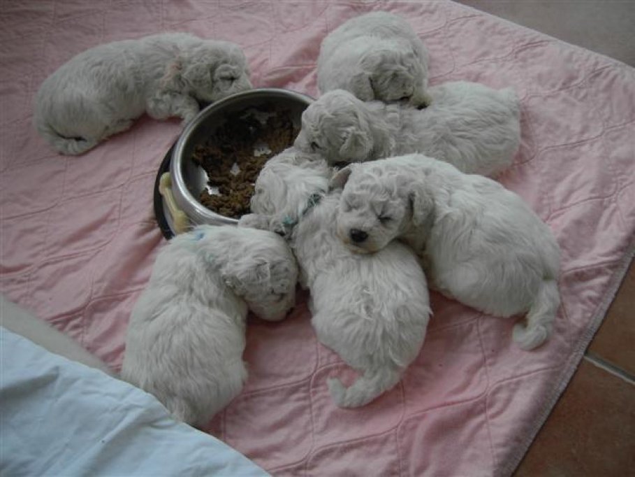 Bichon Frise