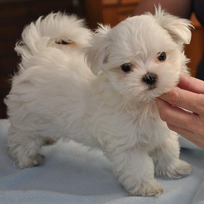 Bichon Maltese