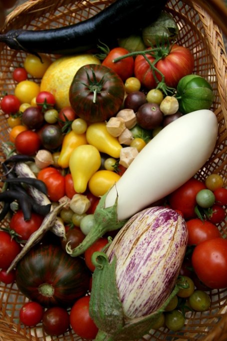 Seminte Legume Traditionale