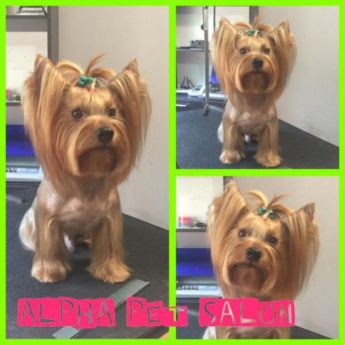 Salon de frizerie canina in Bucuresti
