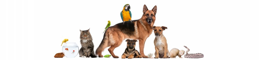 Pet shop online cu produse la cele mai inalte standarde