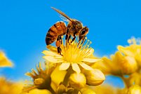 Terapia cu venin de albine