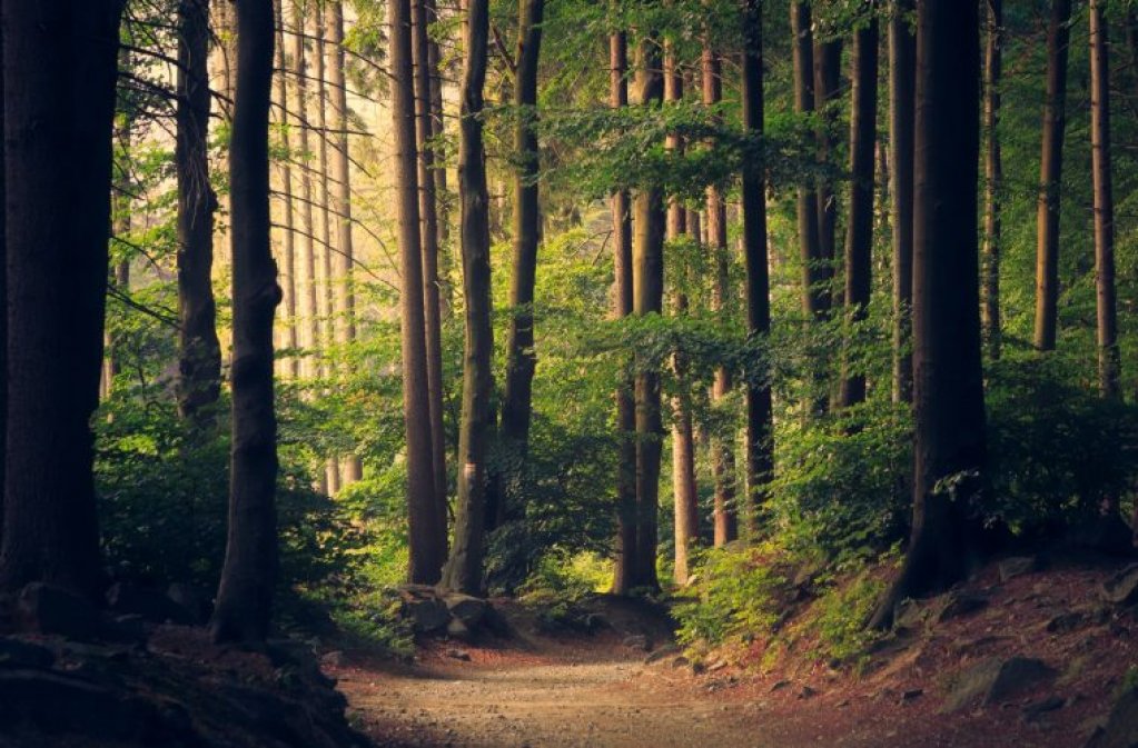 Poveştile Pădurii – Scurtă plimbare etnologică printre arbori
