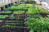 Culturile de legume, ocupatia care asigura dintotdeauna hrana romanilor