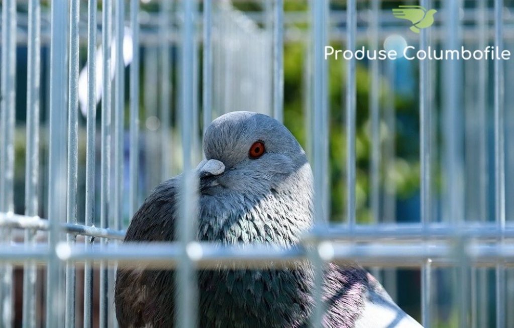 Când și cum este momentul potrivit pentru împerecherea și reproducerea porumbeilor