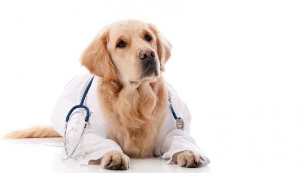 Cabinetul veterinar Tetravet