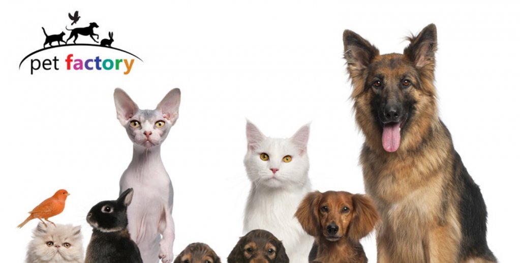 Pet Factory