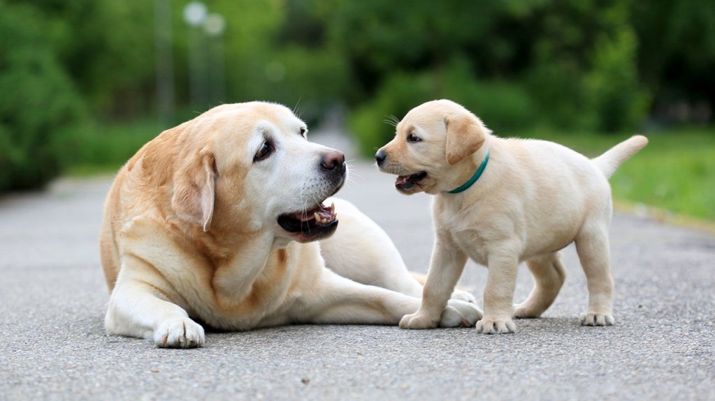 Vet Services