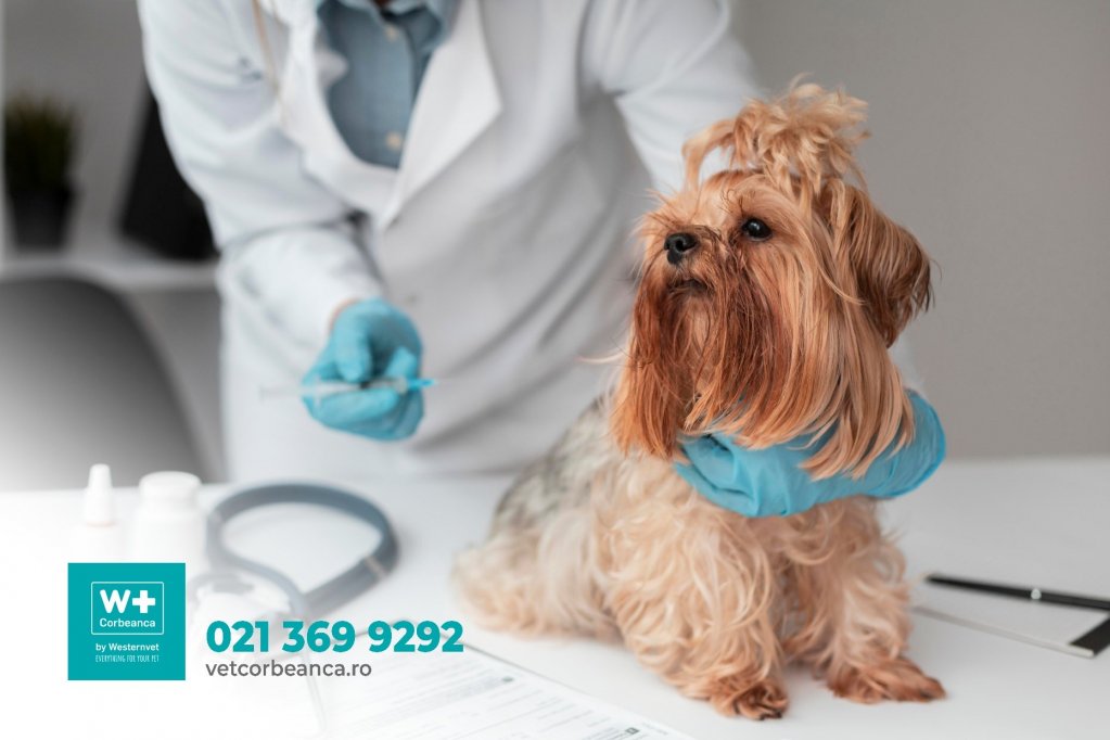 Veterinary Westernvet