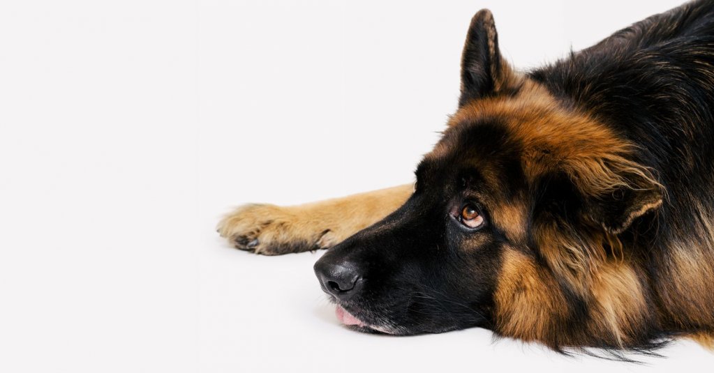 Visezi sa adopti un caine? Iata cum afli daca esti pregatit pentru acest pas!