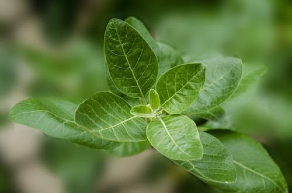 Tot ce ar trebui să ştii despre Ashwagandha sau ginsengul indian
