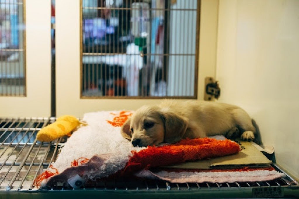 Cele mai frecvente urgențe veterinare și ce să faci în astfel de situații