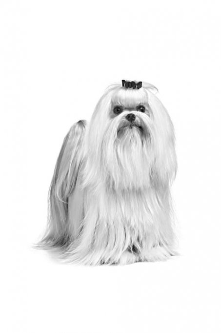 Despre rasa de caini Bichon Maltez
