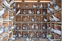Articole pentru porumbei și produse columbofile pentru încântătoarele păsări