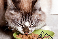 Mâncare umedă pentru pisici la un pret foarte bun