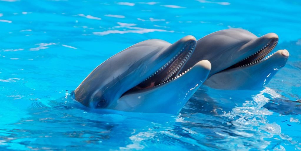 5 lucruri inedite despre delfini conform cercetătorilor