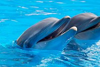 5 lucruri inedite despre delfini conform cercetătorilor