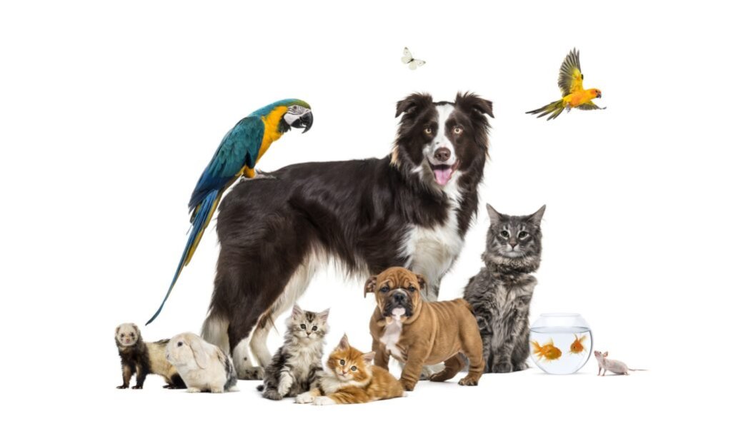 Cabinet veterinar Joyvet