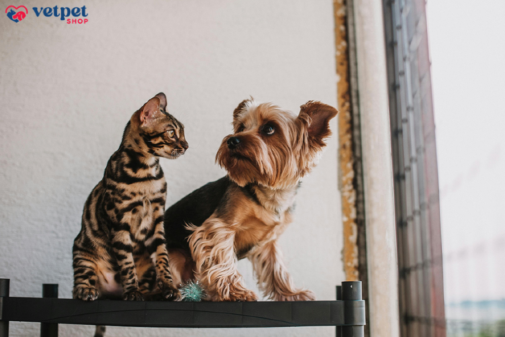 Totul pentru sanatatea animalului de companie. Descopera calitatea produselor de la VetPet-Shop