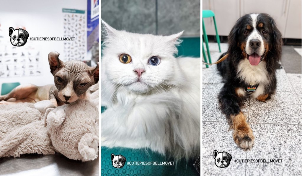 Cum alegi primul animal de companie pentru copilul tău