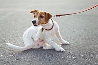 Puricii la animalele de companie: cum îi recunoști și cum scapi de ei