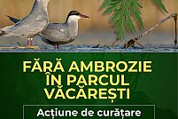 Ambrozia trebuie smulsă acum: apel la voluntari pentru acțiune de curățare în Parcul Natural Văcărești