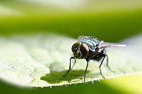 Soluție pentru muște: cum elimini muștele cu insecticide